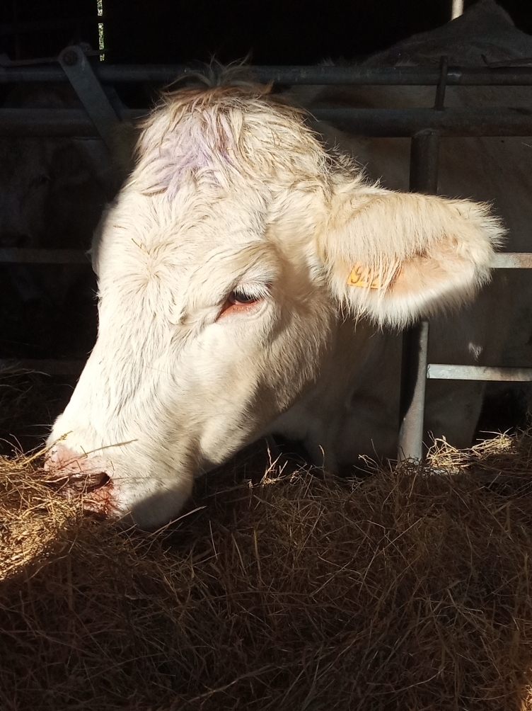 Atelier Peut-on penser comme un animal ?