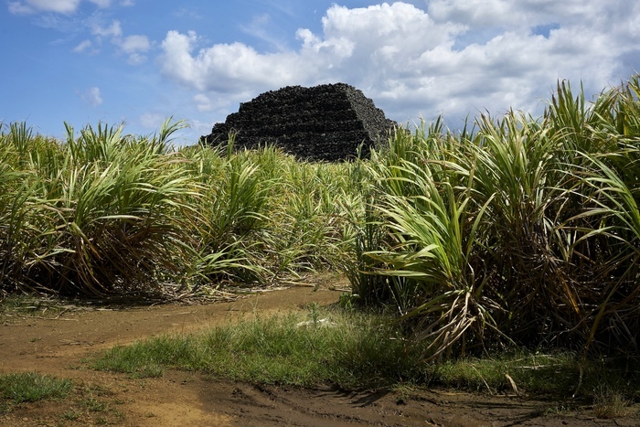 Dilo Dibout ? Ile Maurice - Mauritius