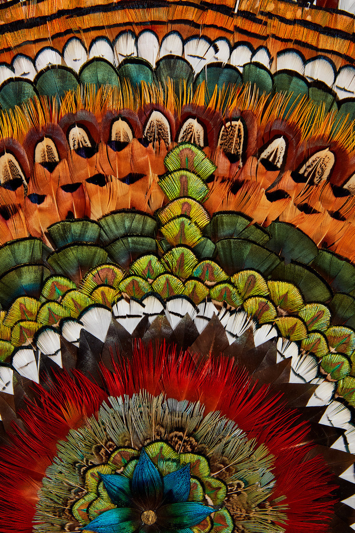 Atelier de plumasserie