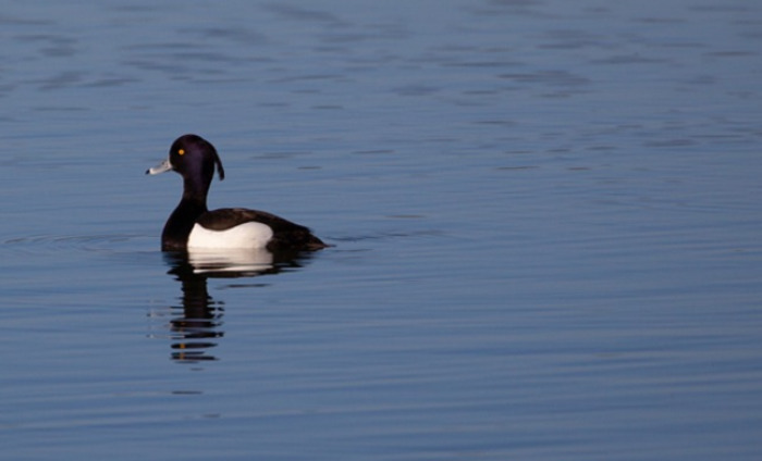 Les oiseaux hivernants du Lac de Beaulieu