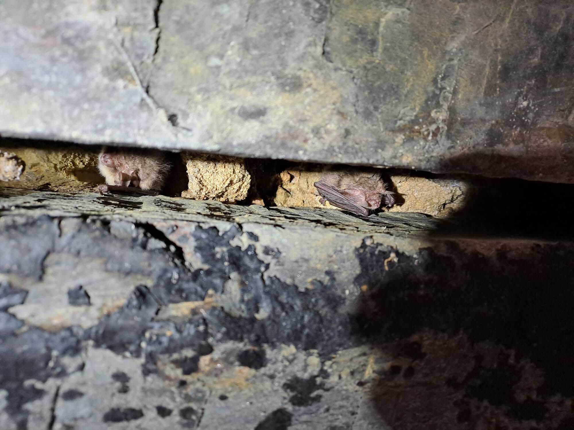 Nuit de la Chauve-souris aux Renaudières