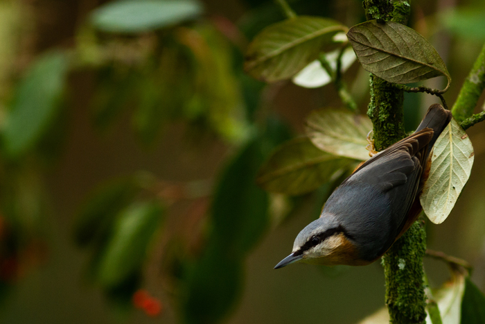 Le printemps des oiseaux Le 22 mars 2025