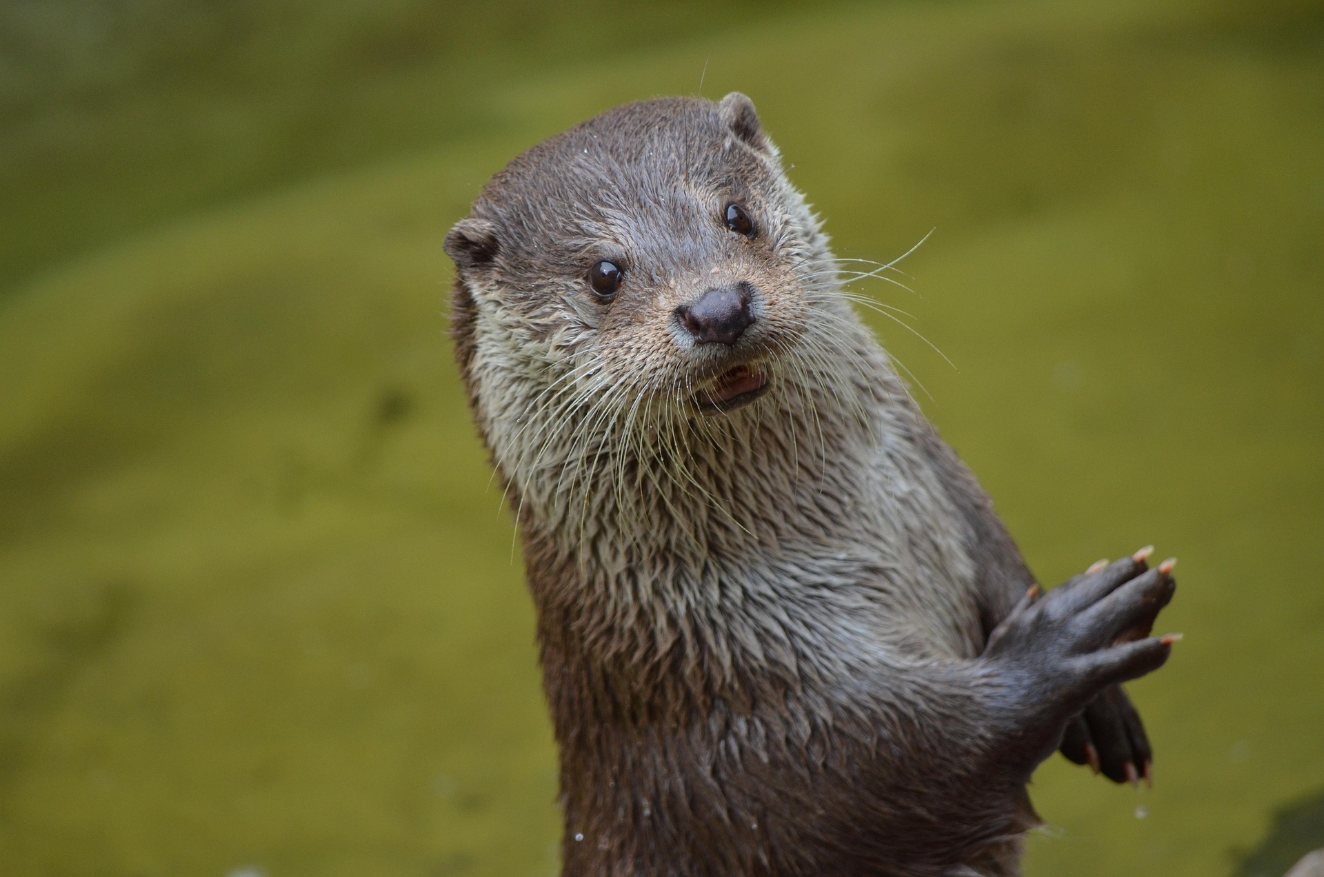 À pas de loutre
