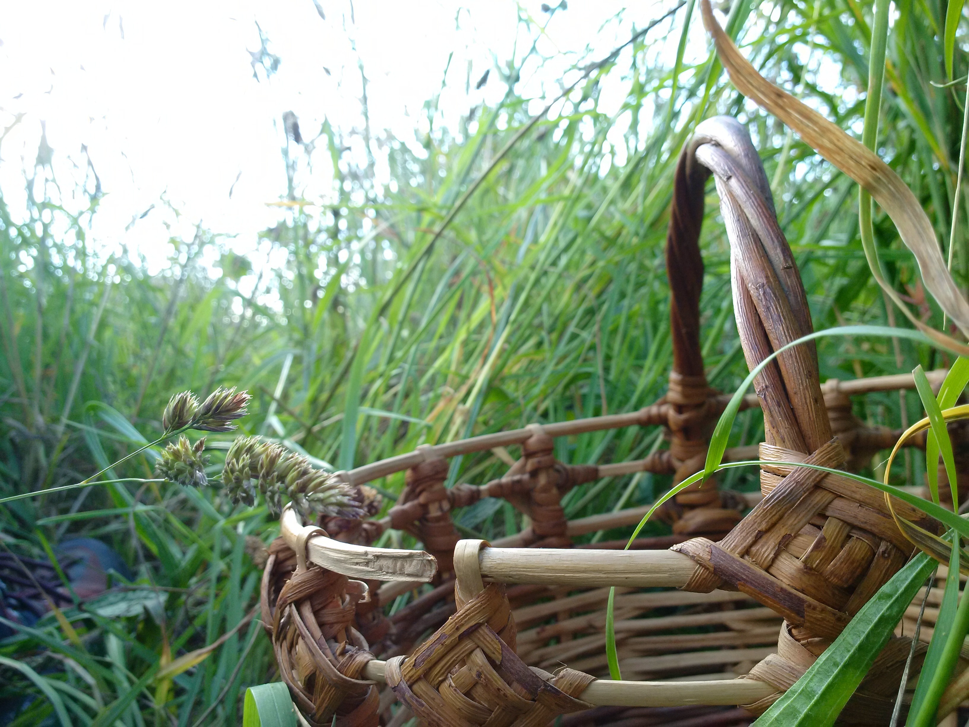 Balade botanique : à la découverte des plantes sauvages