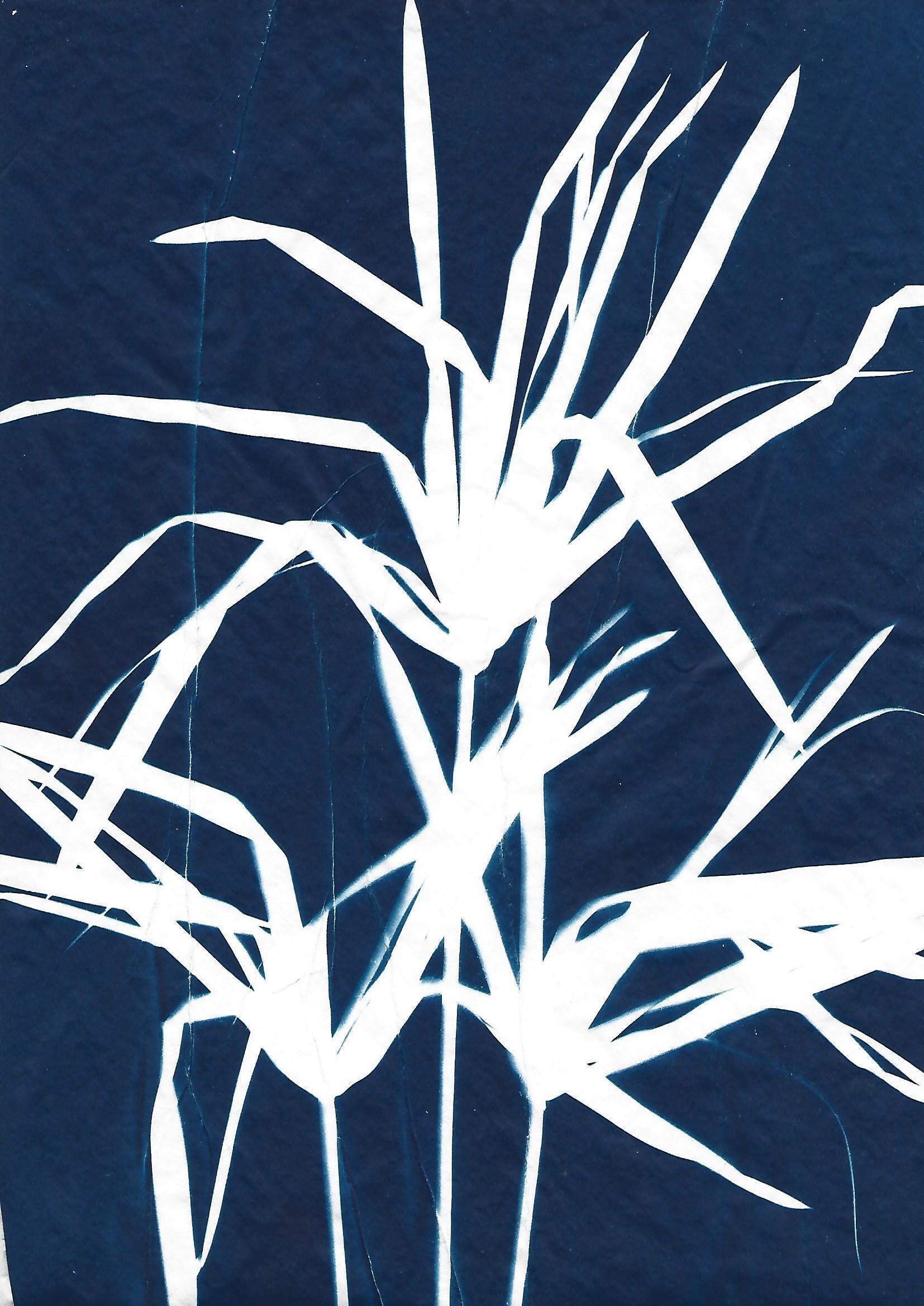 Atelier initiation au cyanotype