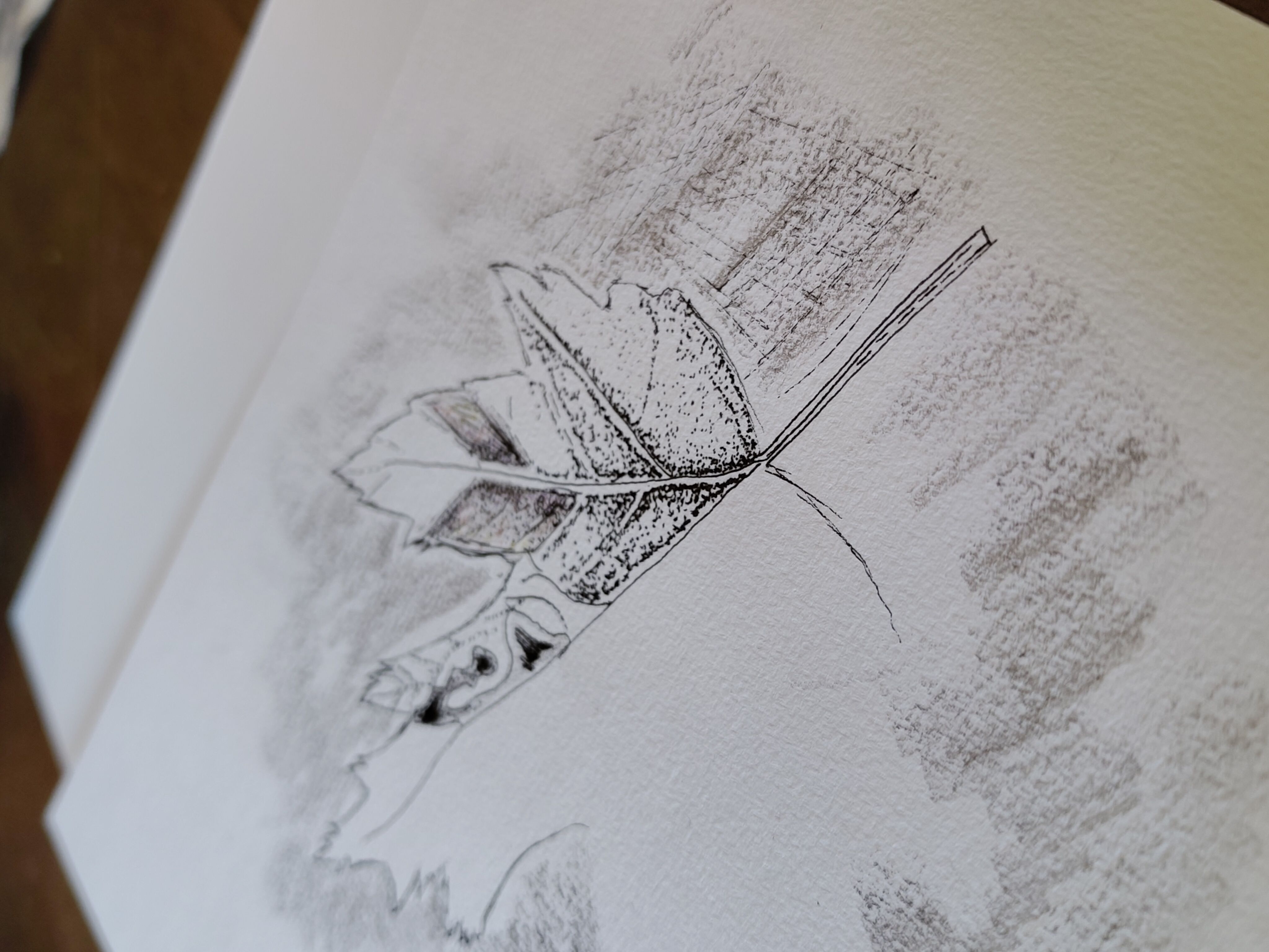 Atelier de dessin botanique pour adultes