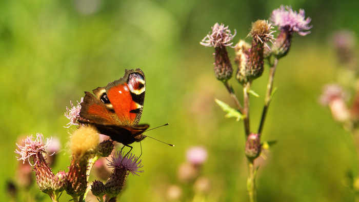 Jardiner au naturel à la vacherie (blanquefort)
