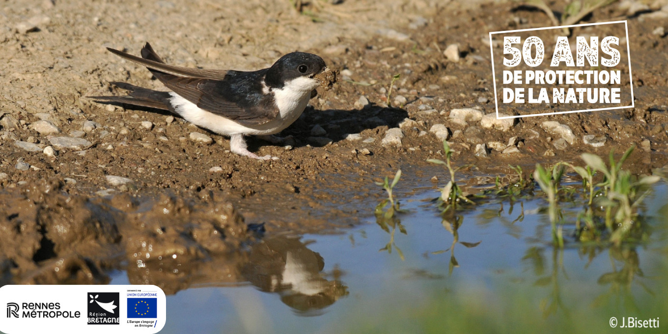 Balade et découverte des espèces protégées du parc de la Morinais