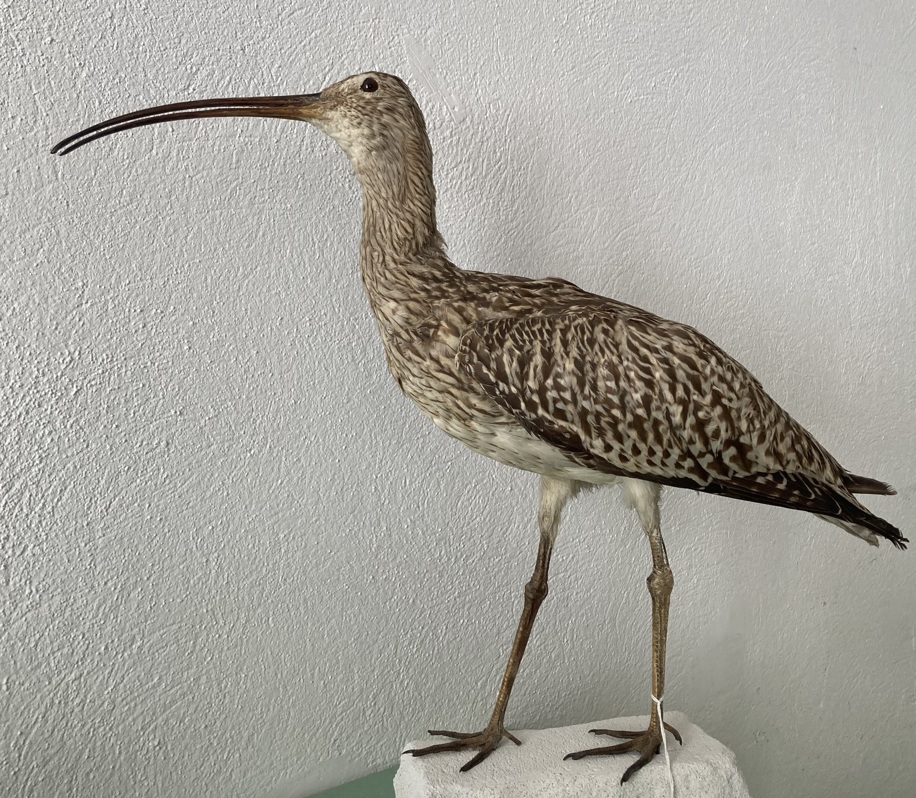 Visite commentée au Muséum Requien : Le Patrimoine naturel, entre pertes et solutions