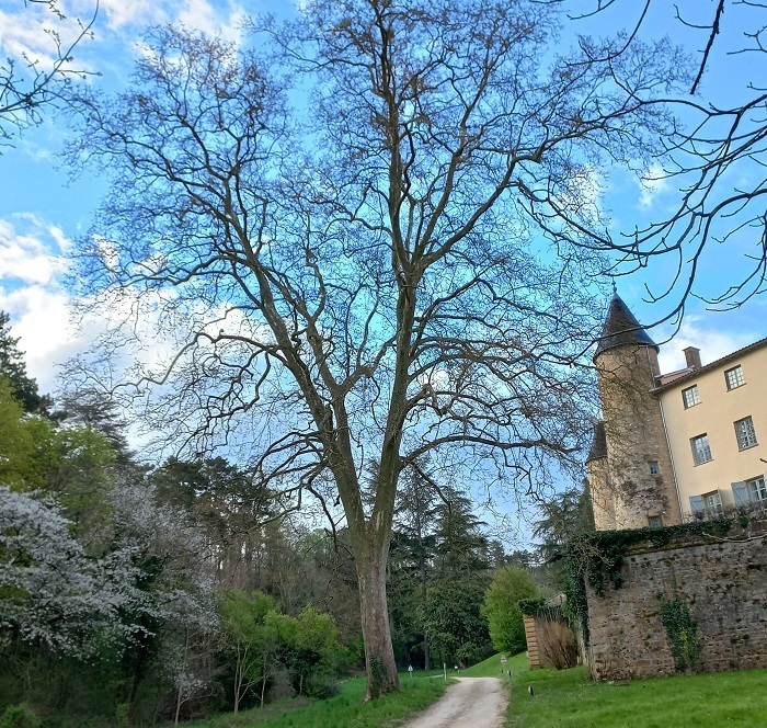 Découverte des arbres du parc du château de Curis