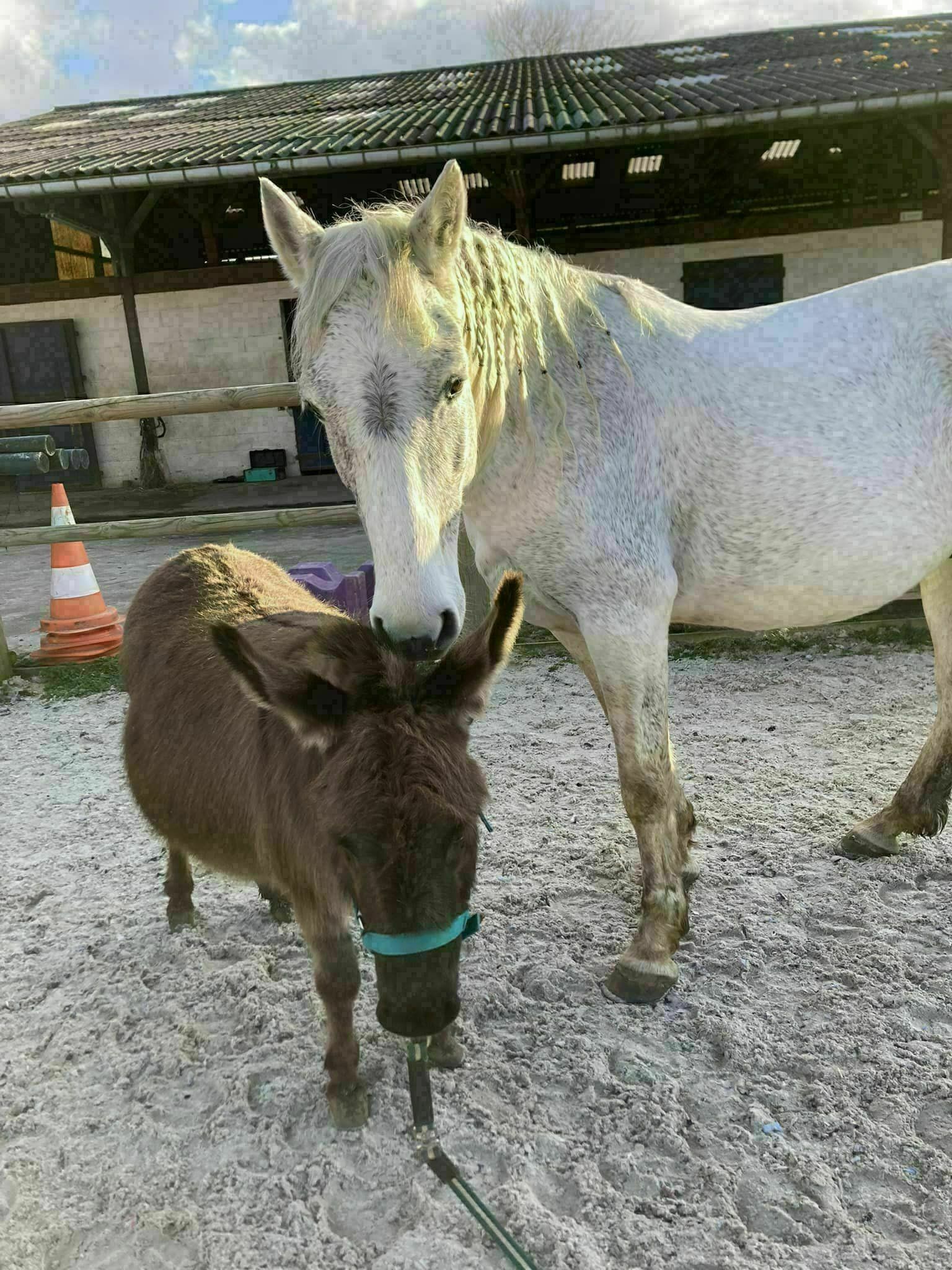 Ateliers ludiques avec cheval et ânesse