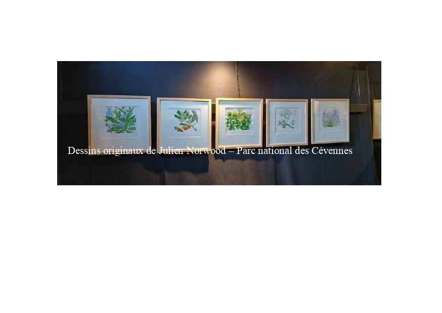Conférence : dénomination et usage des plantes, transmission d'un savoir en langue occitane