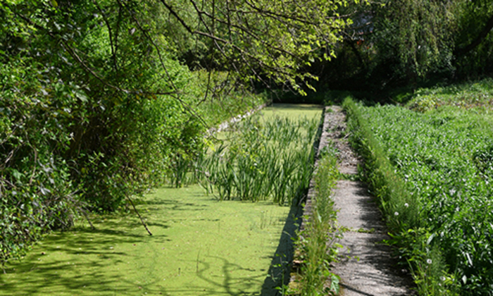La cressonnière de Vaise
