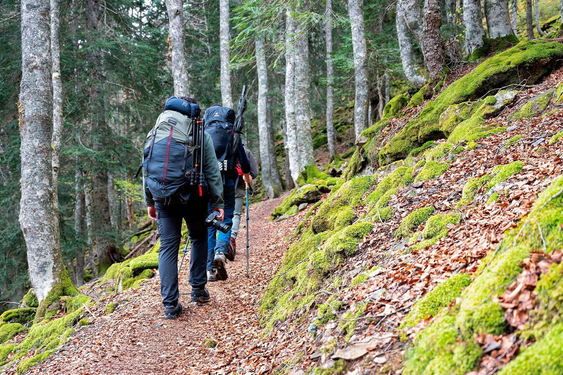 Aventure photo Bouquetin des Pyrénées