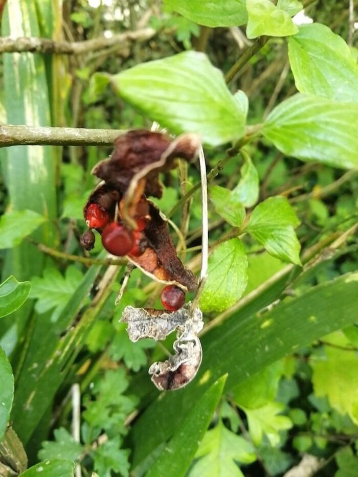 Balade découverte des plantes sauvages
