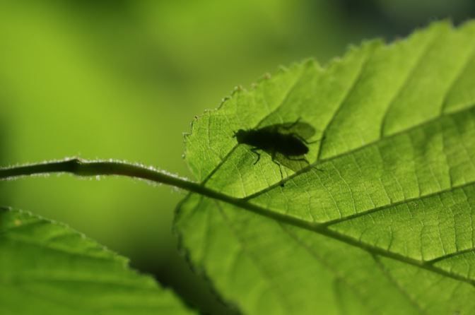 Stage photo nature