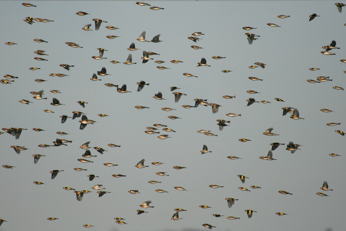 Venez observer et compter les oiseaux migrateurs au Col de la Croix de Millet