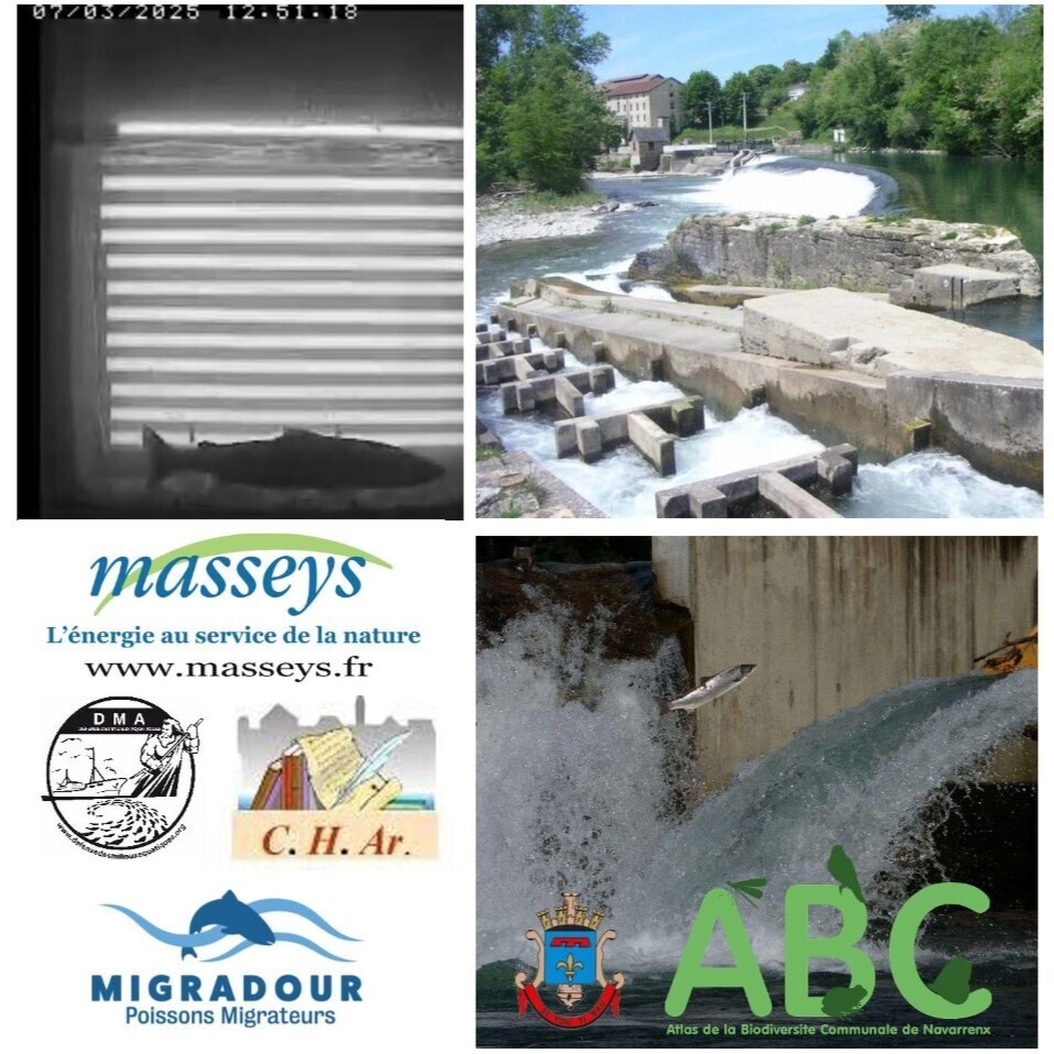 [Visite commentée] Le gave d'Oloron : production hydroélectrique et poissons migrateurs