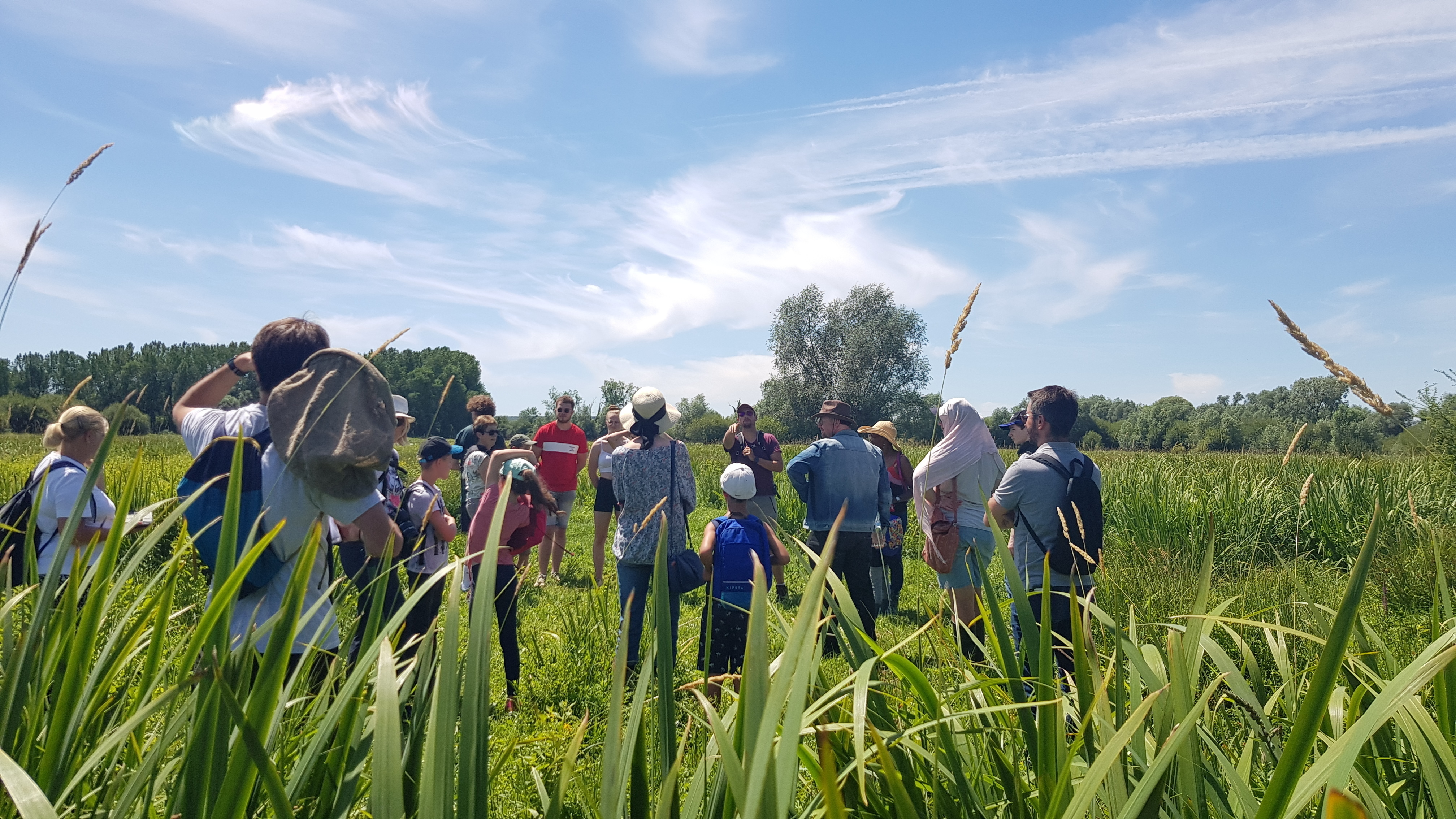 Les plantes oubliées du Marais du Trait