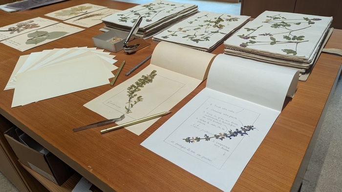 Composez votre planche d’herbier à la Rousseau!