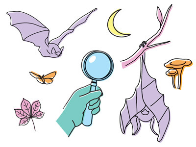 SEVRES : A la découverte des ombres volantes et autres animaux nocturnes !