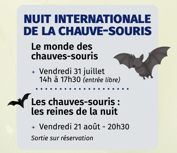 Les chauves-souris : les reines de la nuit