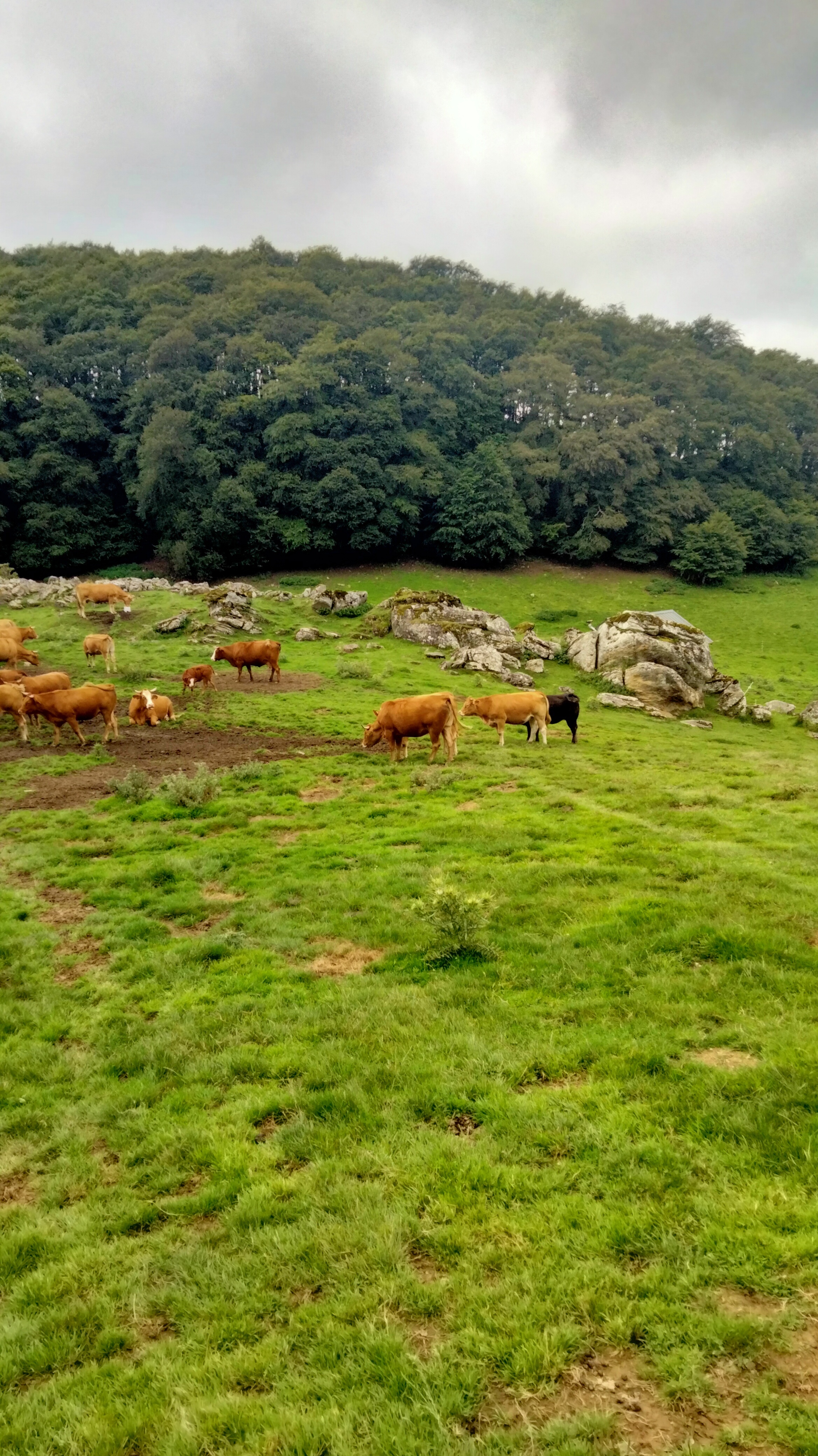 Conférence : Causerie sur la transhumance dans les hautes terres du Gévaudan