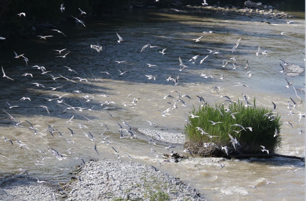 Exposition - "Natur'ailes"