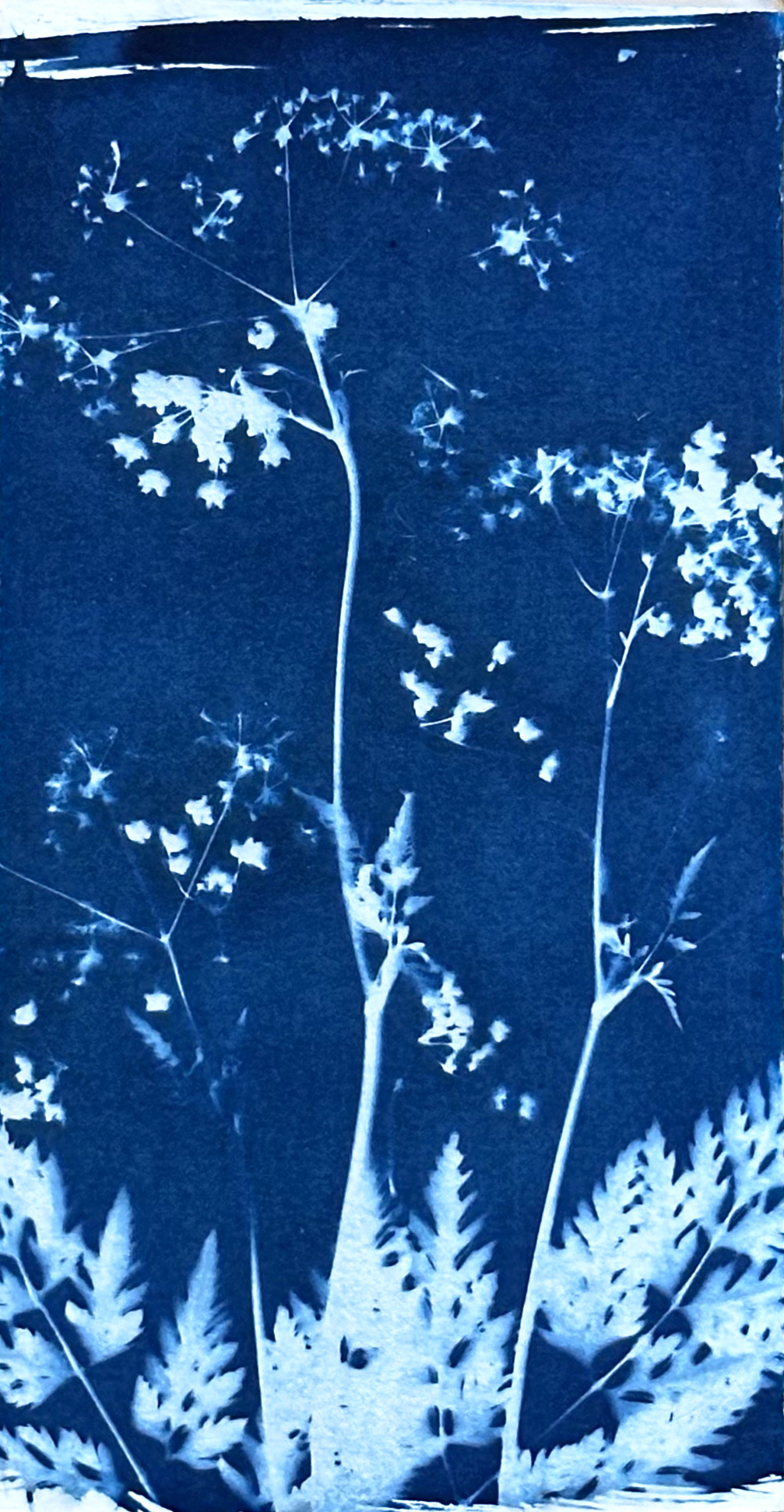 Atelier découverte des premières méthodes de photo-impression