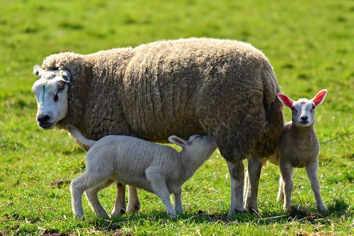 Vente à la ferme de la Petite Bergerie