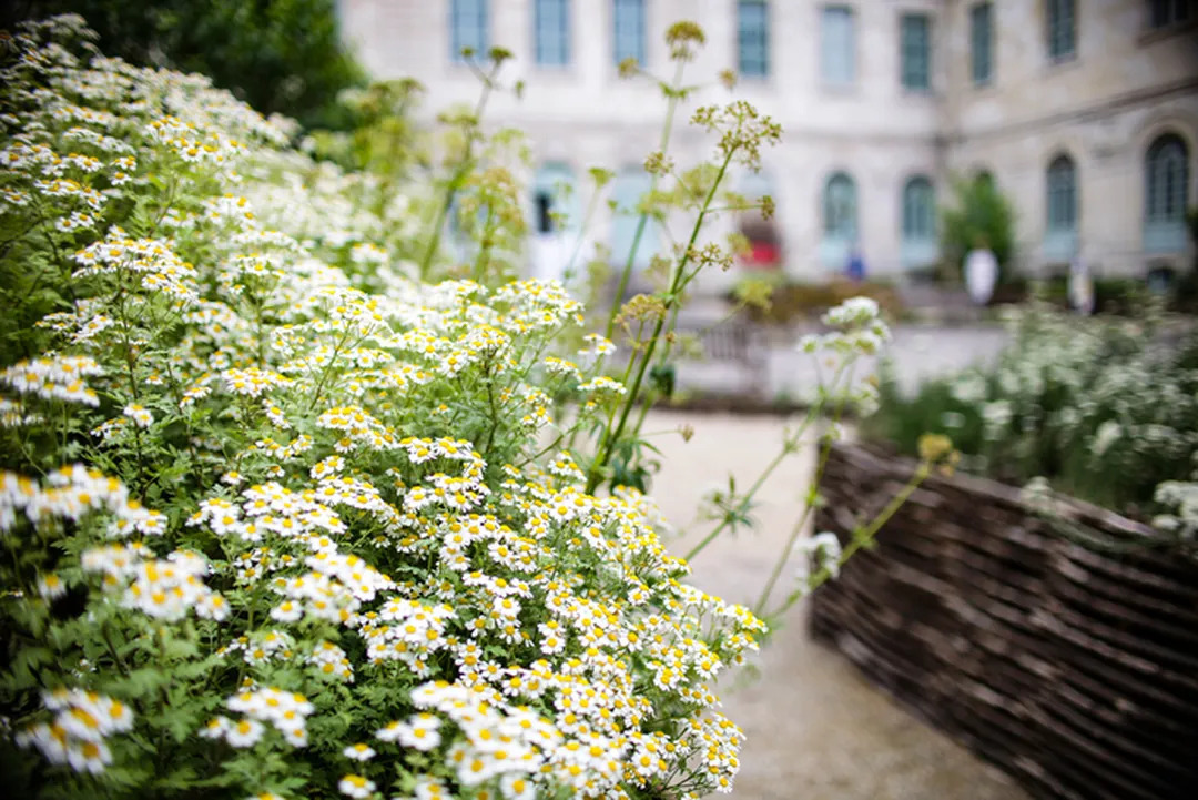 Flânez dans le jardin de plantes médicinales de l'Hôtel-Dieu