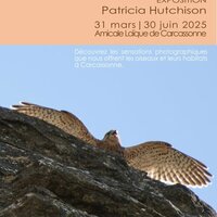 Exposition : des ailes et des pierres