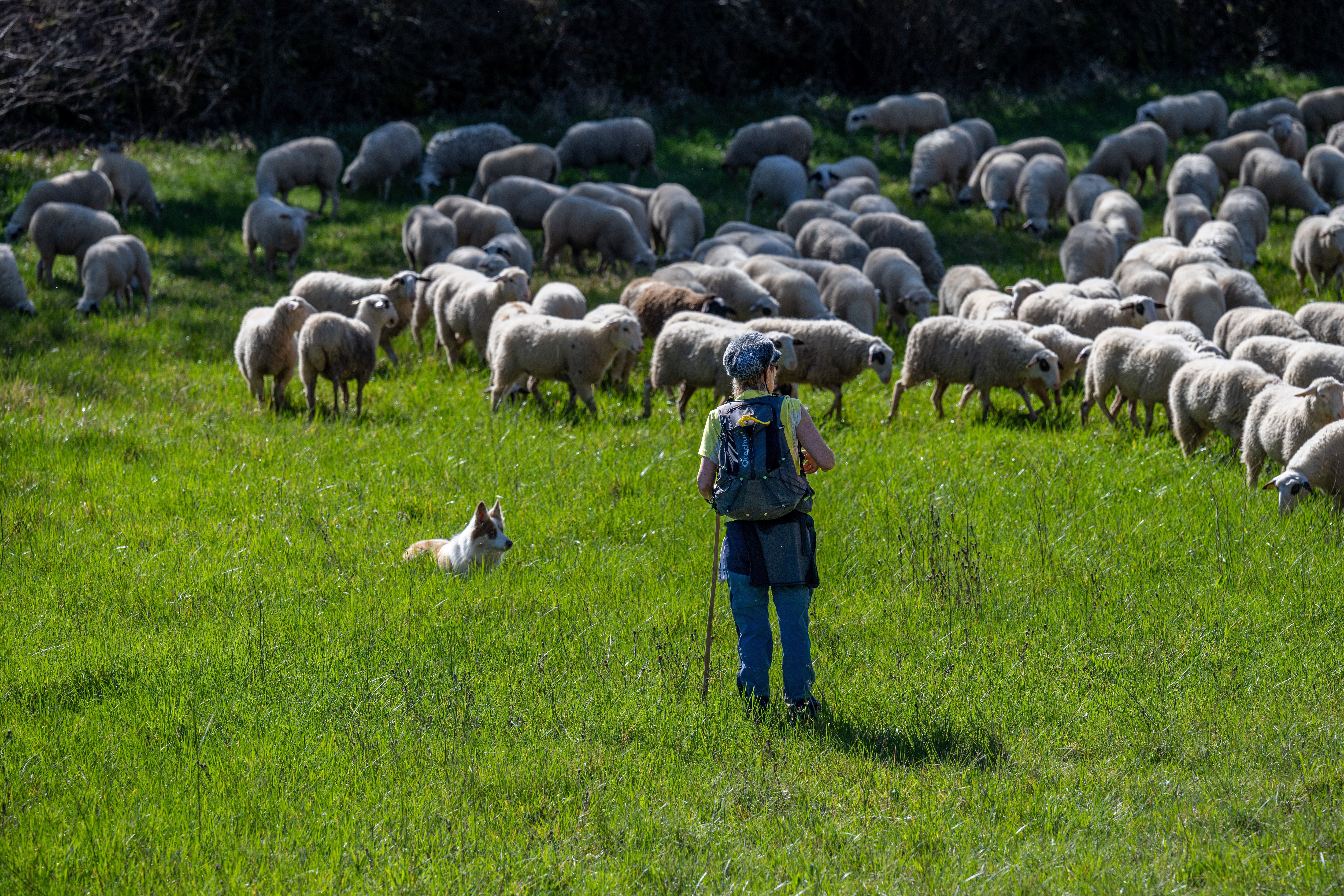 Débat d'idées : partage des enjeux du pastoralisme avec des éleveurs et des acteurs du territoire lotois