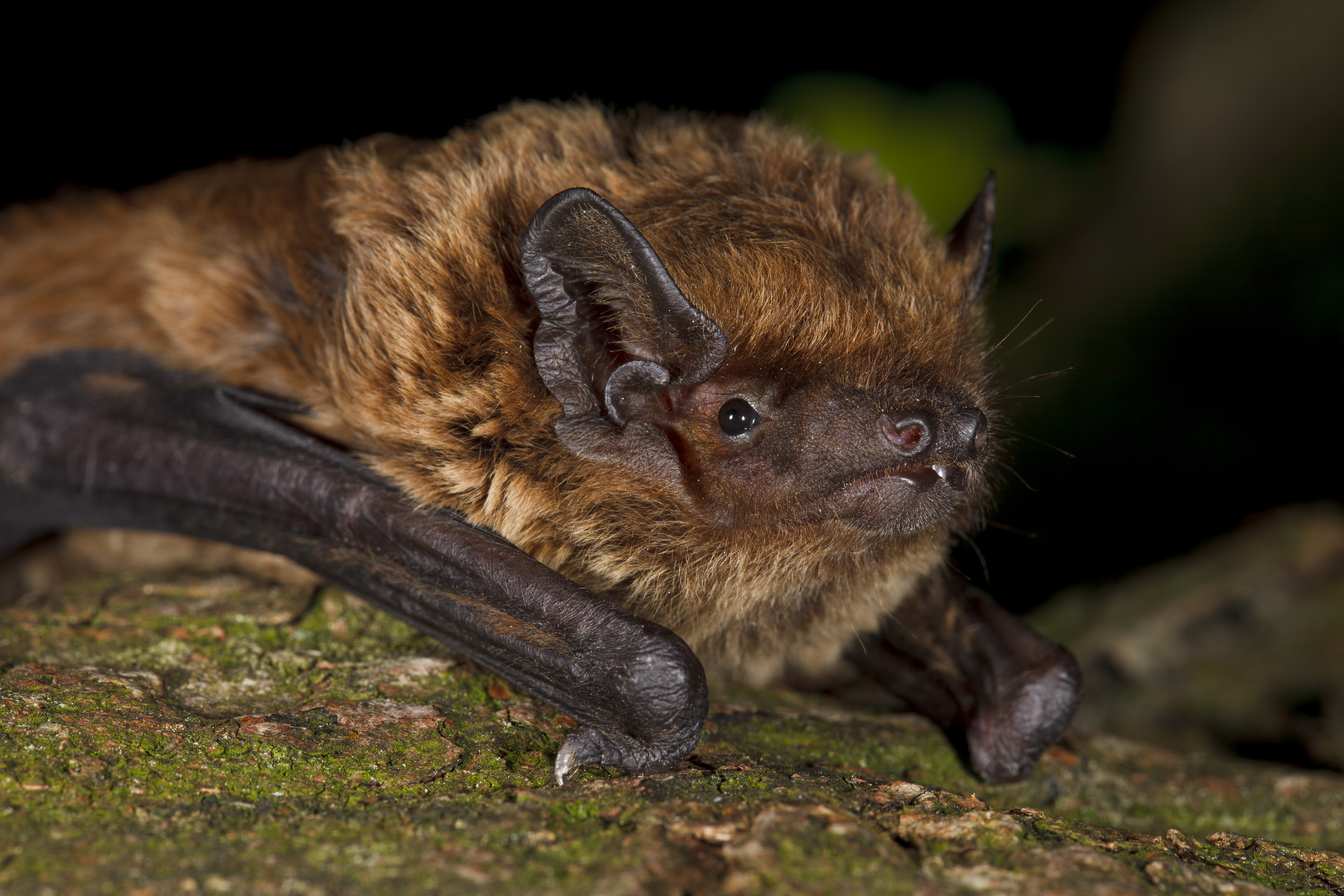 Nuit internationale de la chauve-souris