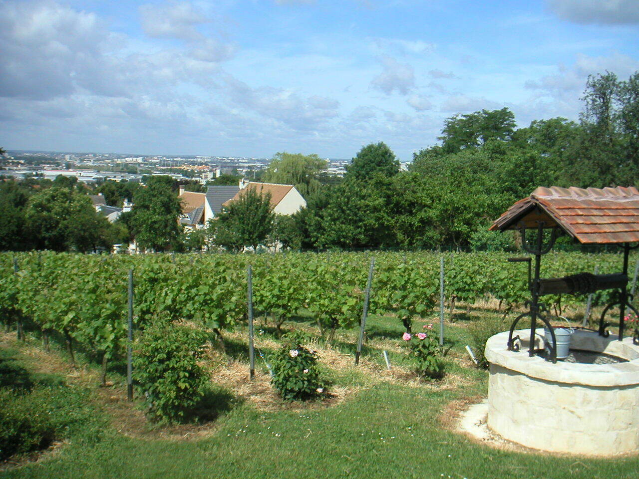 Visite des vignes