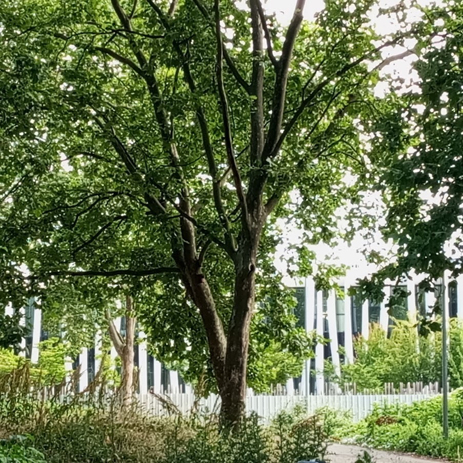 Balade et histoires des arbres du Mas du Taureau