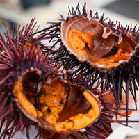Apéro oursins à Canet