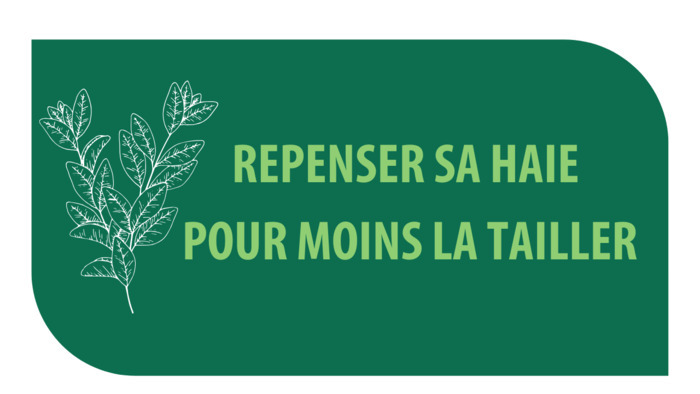 Repenser sa haie pour moins la tailler