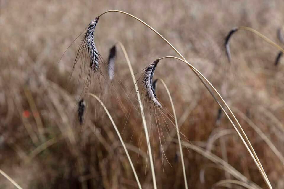 Semis des céréales anciennes