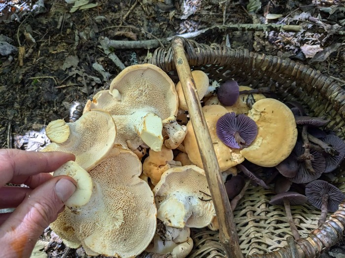 Découverte des champignons comestibles