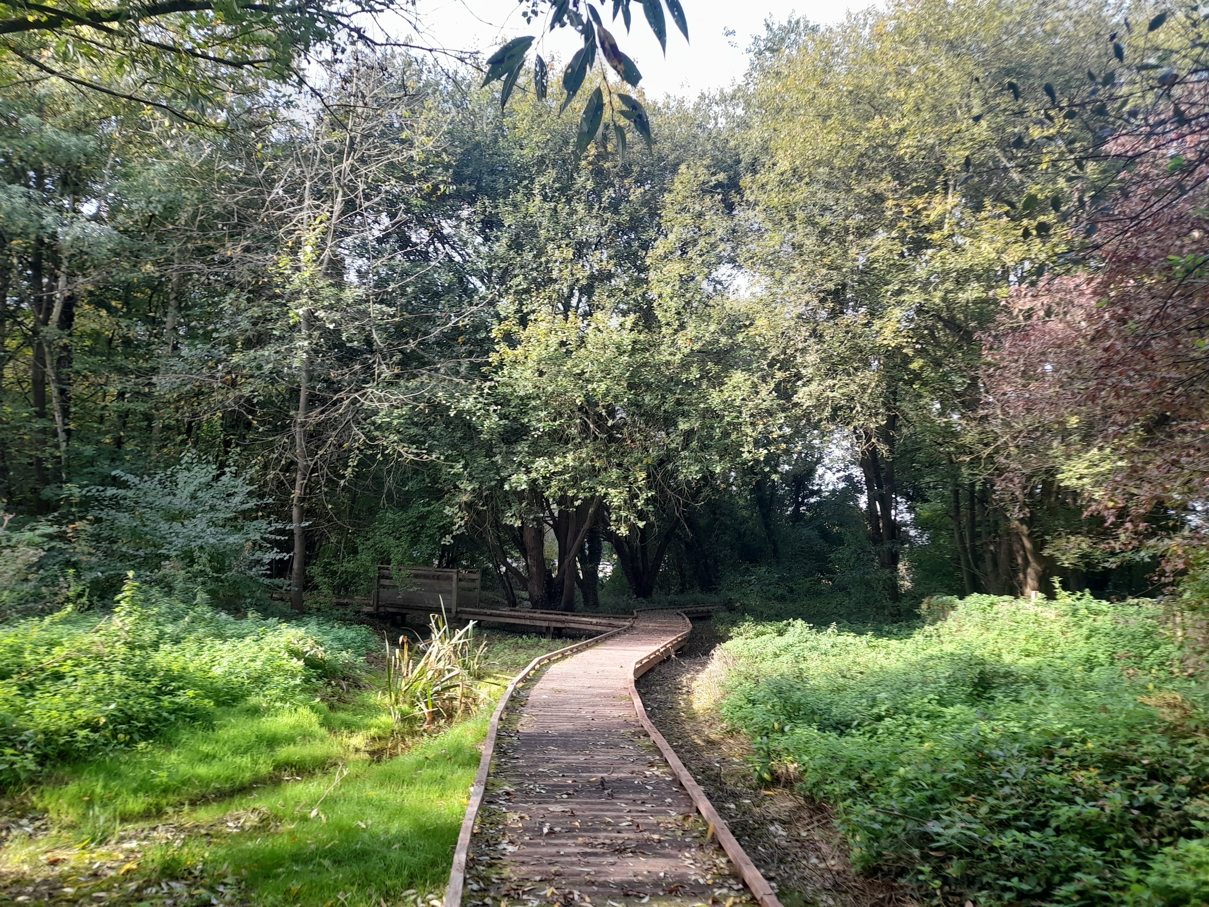 Les épices au jardin