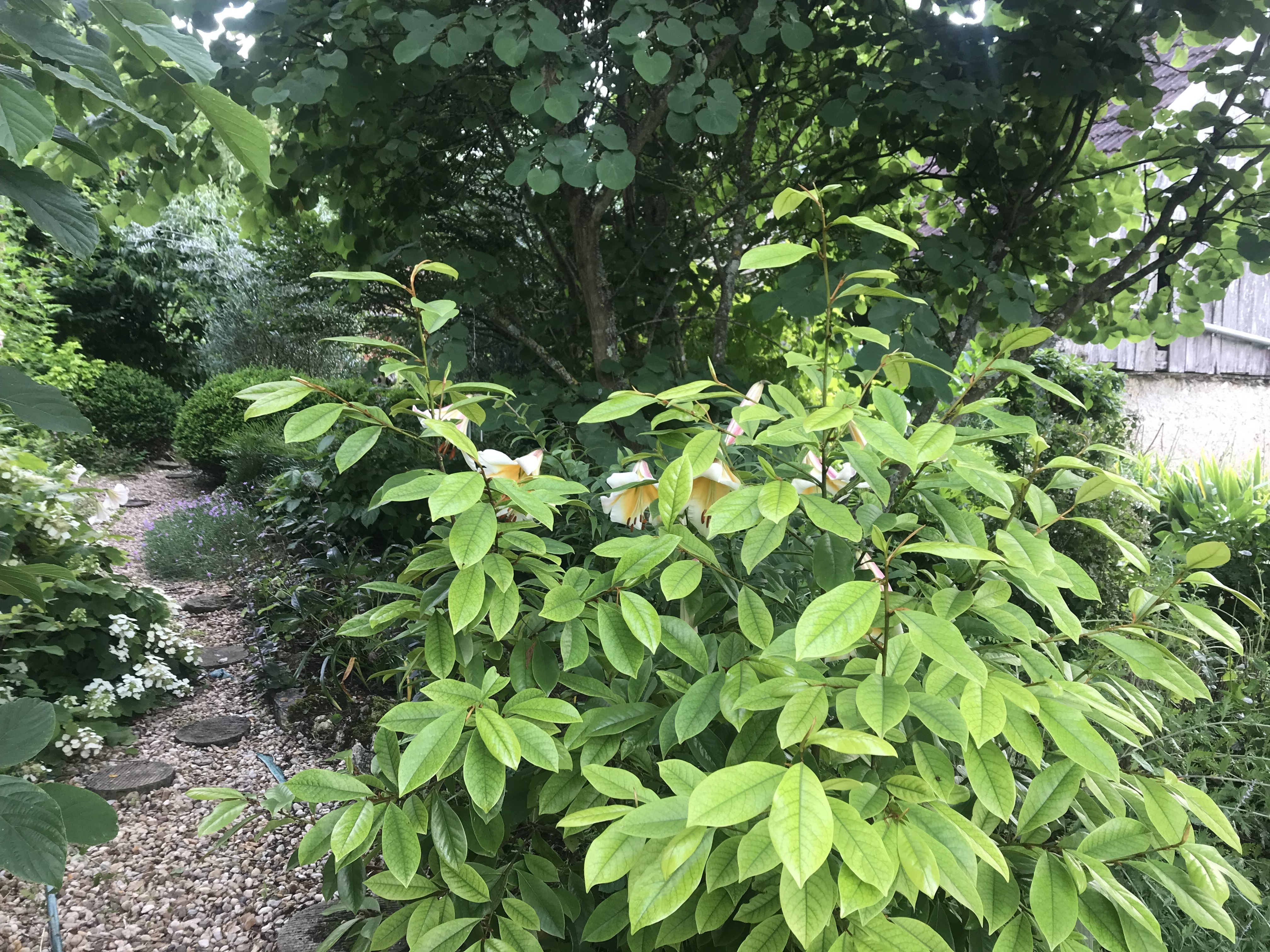 Visite guidée des jardins de l'Alisier Blanc et exposition de céramiques
