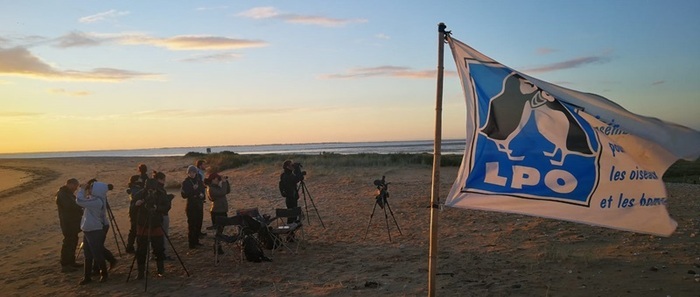 Accueillis par les bénévoles et spotteurs de la LPO Vendée, venez découvrir la migration des passereaux (hirondelles, bergeronnettes…) à la pointe de l’Aiguillon lors d'un point d'observation.