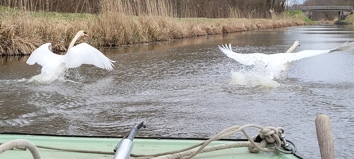 Balades commentées en bateau électrique