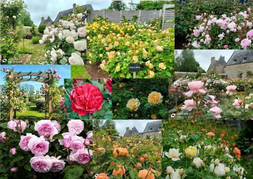 Visite libre de la roseraie David Austin