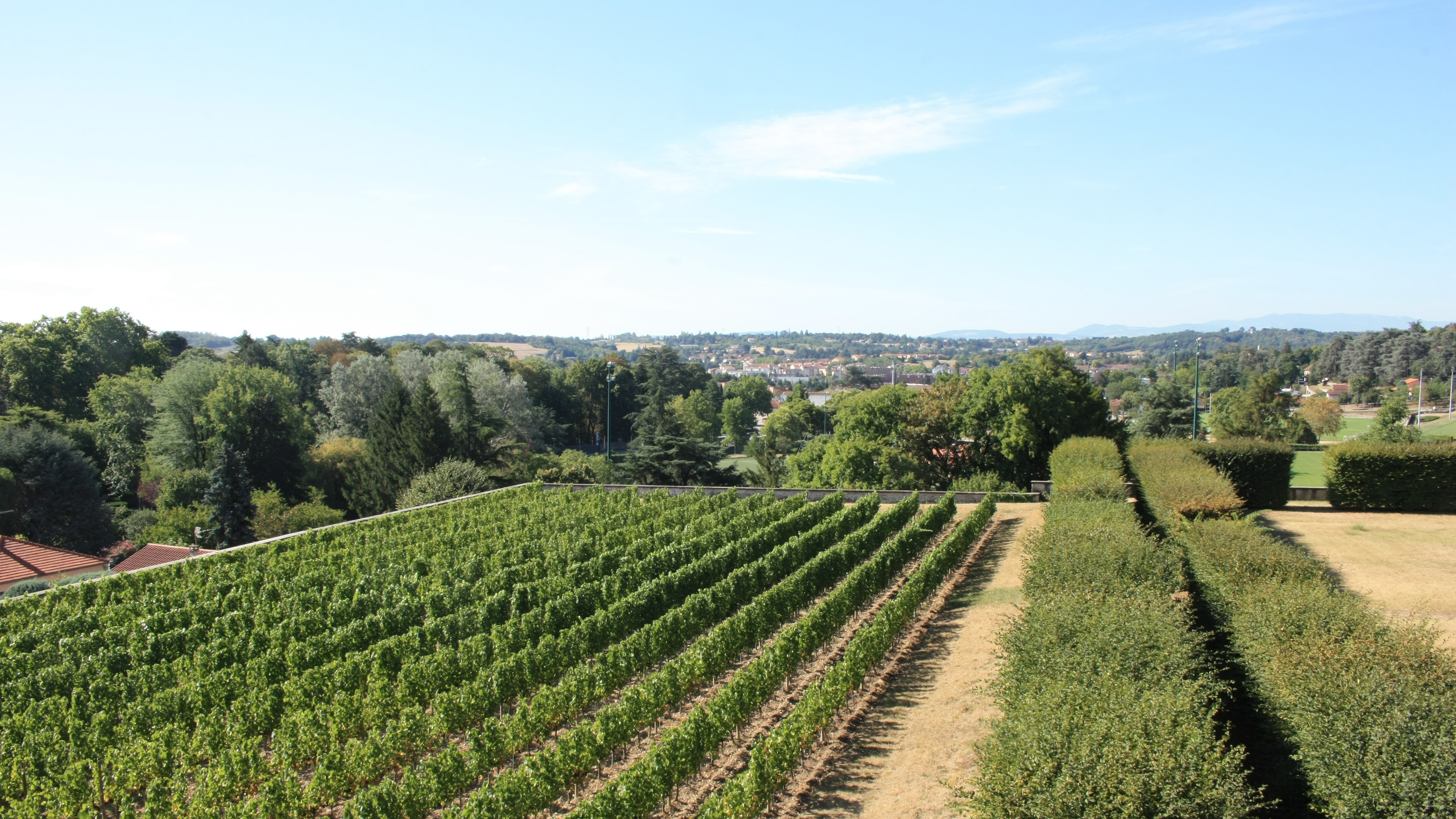 À la découverte des vignes de Beauregard