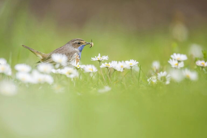 Une découverte des oiseaux qui nous entourent en Île-de-France pour mieux les protéger