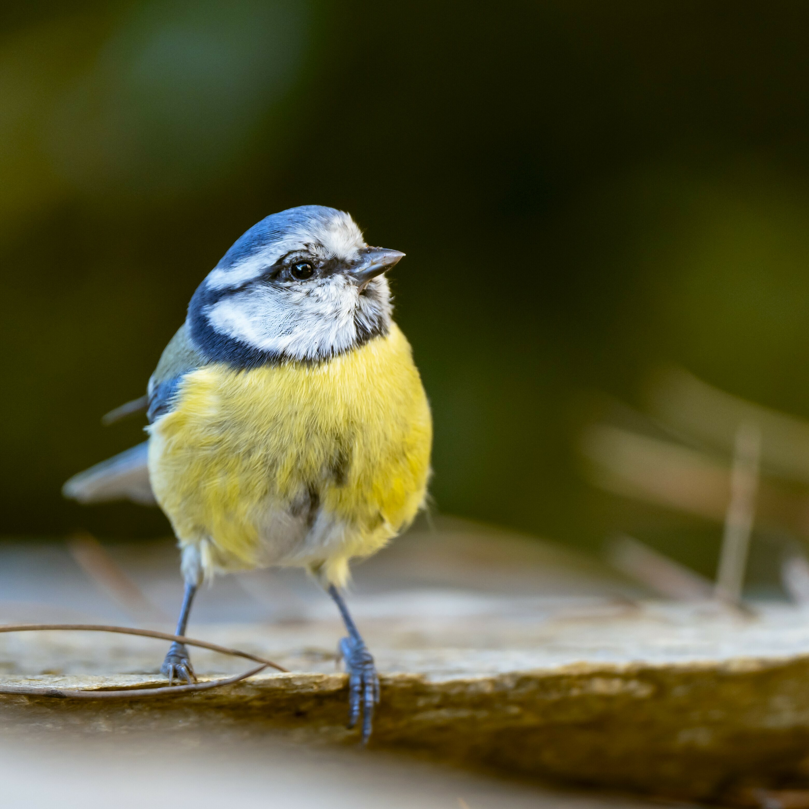 À vol d'oiseau