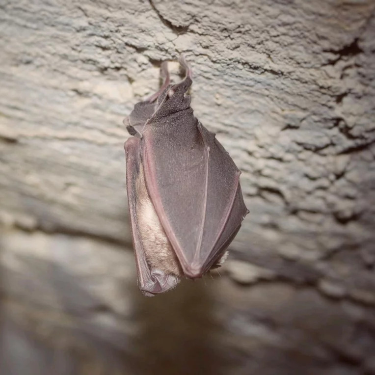 Nuit internationale de la chauve-souris