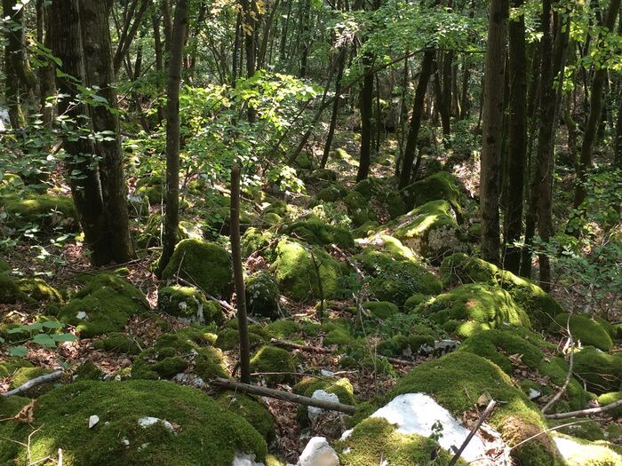 Balade ressourçante "L'énergie douce de la nature"